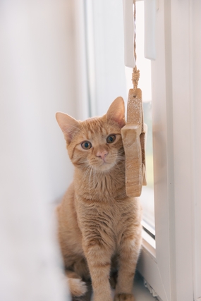 呆萌可爱小花猫摄影图片